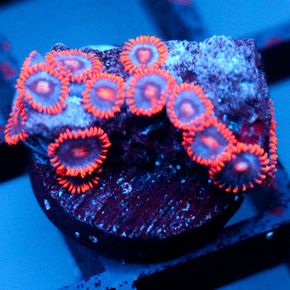 JC Peach Blaze Zoanthid