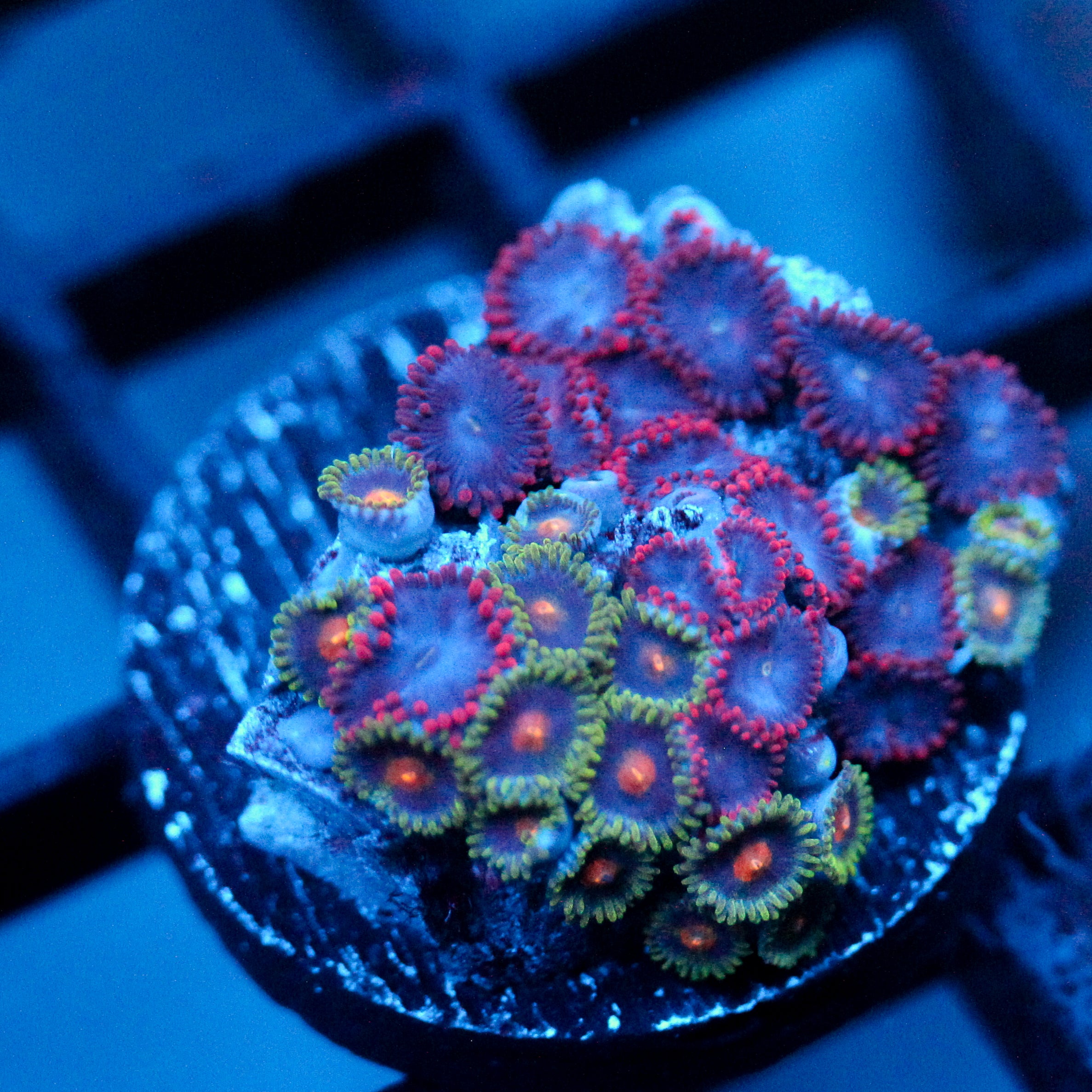 JC Zoa Garden Seed