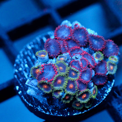 JC Zoa Garden Seed