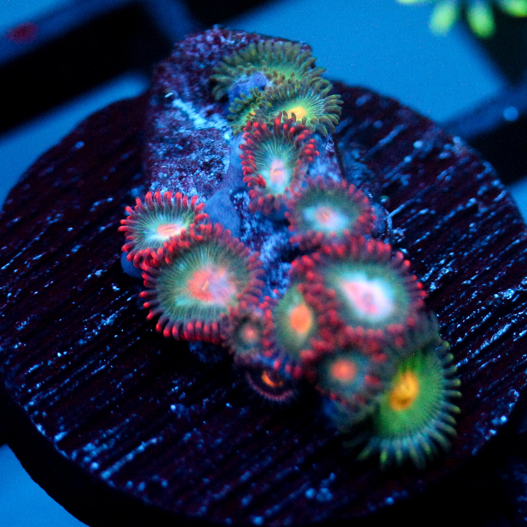 JC Nova Zoanthid Mix