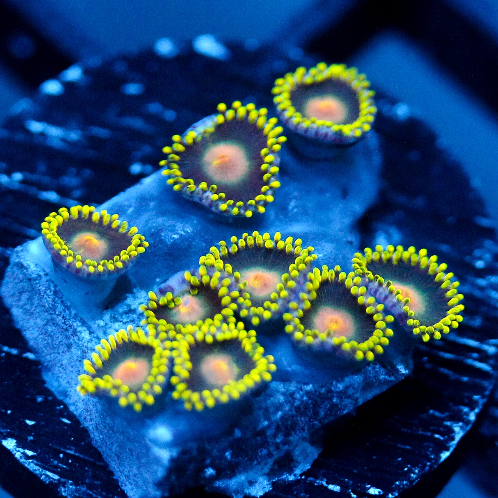 JC Oh my my my Zoanthid