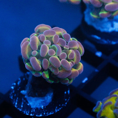 JC Ultra Hologram Hammer