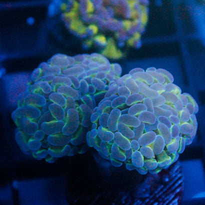 JC Hologram Hammer V2 Mini Colony