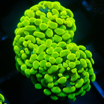 JC Neon Green Hammer Mini Colony