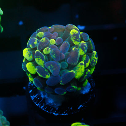 JC Ultra Splatter Hammer