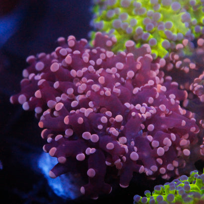 JC Orange Tip Octo