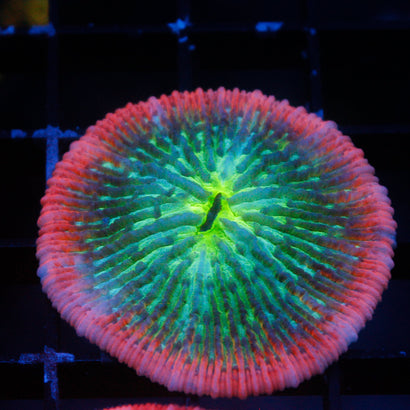 JC Whacky Watermelon Plate