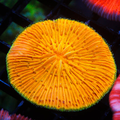 JC Jack O' Lantern Plate