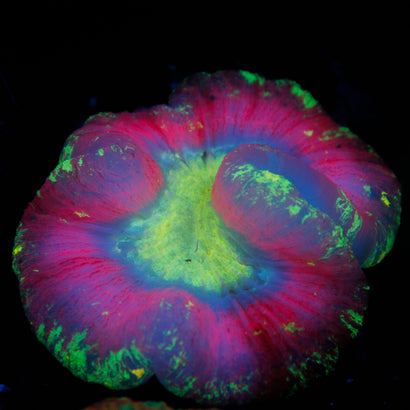 JC Rainbow Trachy