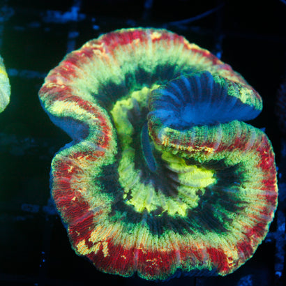 JC Rainbow Trachy