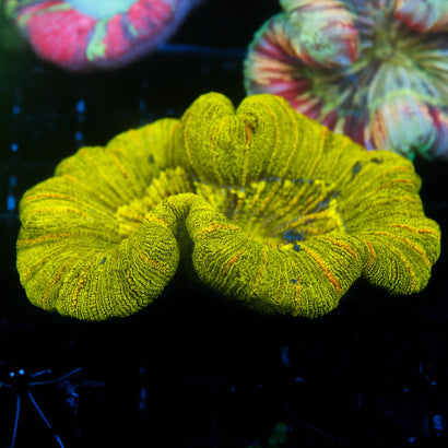 JC Neon Green Trachy