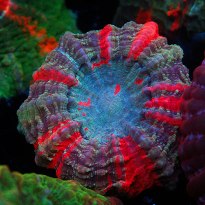 JC Ultra Acanthophyllia