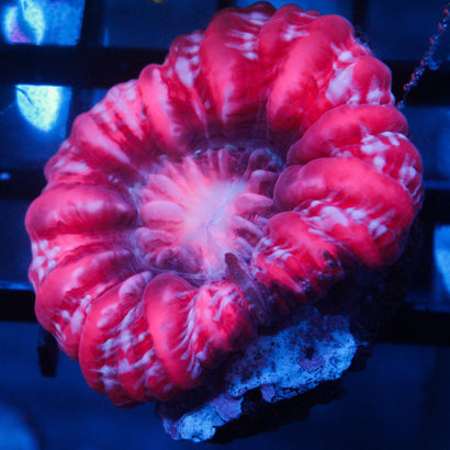 JC Candy Cane Cynaria