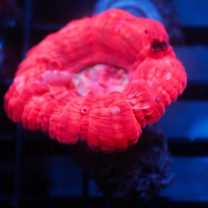 JC Red Acanthophyllia