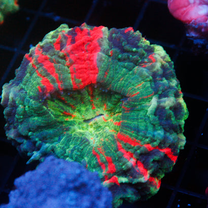 JC Ultra Acanthophyllia