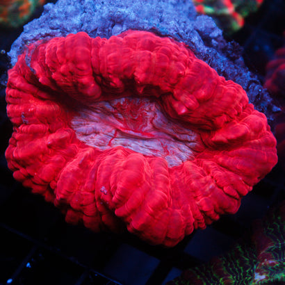 JC Red Acanthophyllia