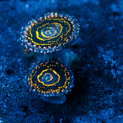 Stratosphere Zoa