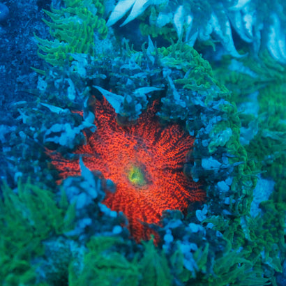 JC Ultra Rock Flower Anemone