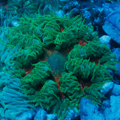 JC Ultra Rock Flower Anemone