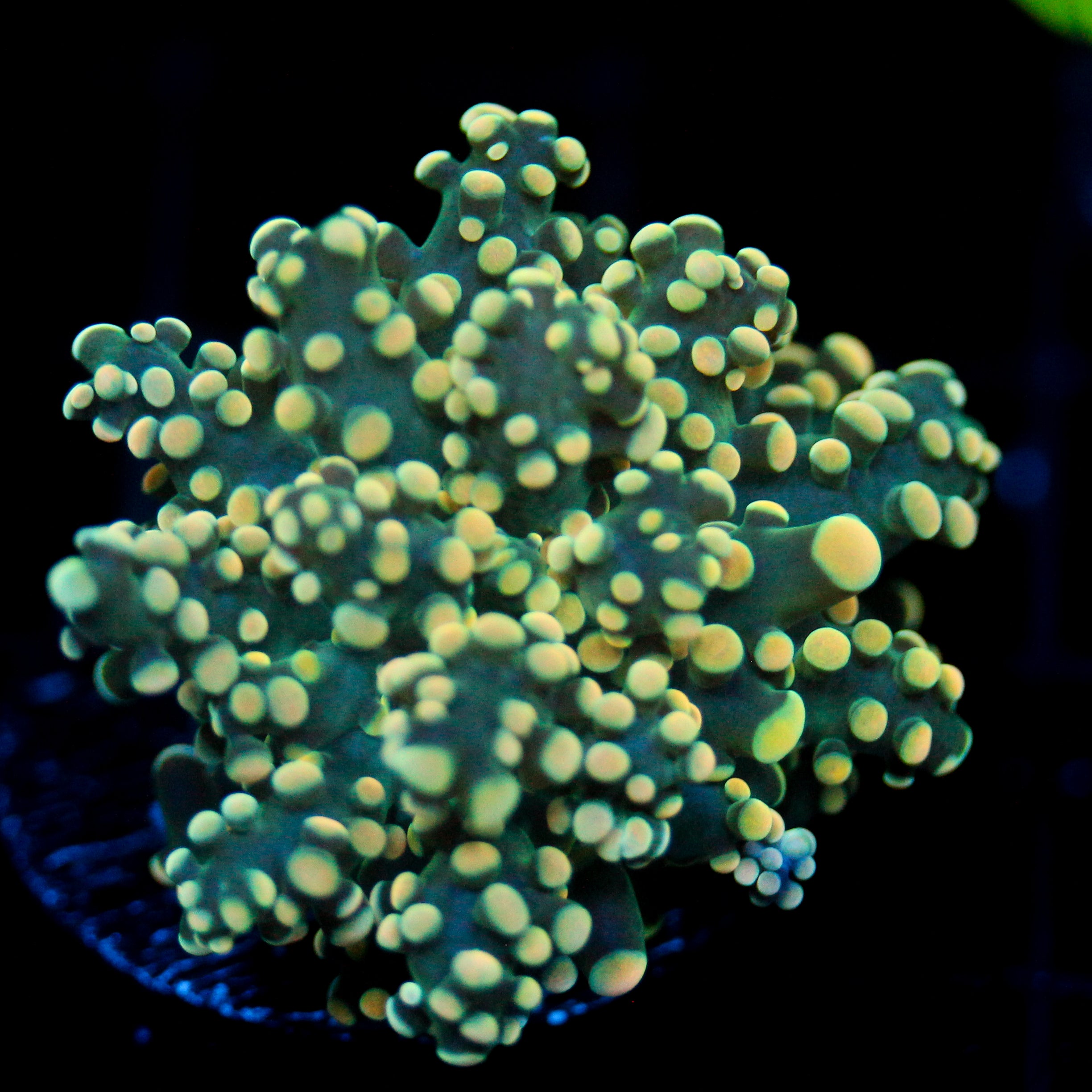 JC Yellow Vibe Octo