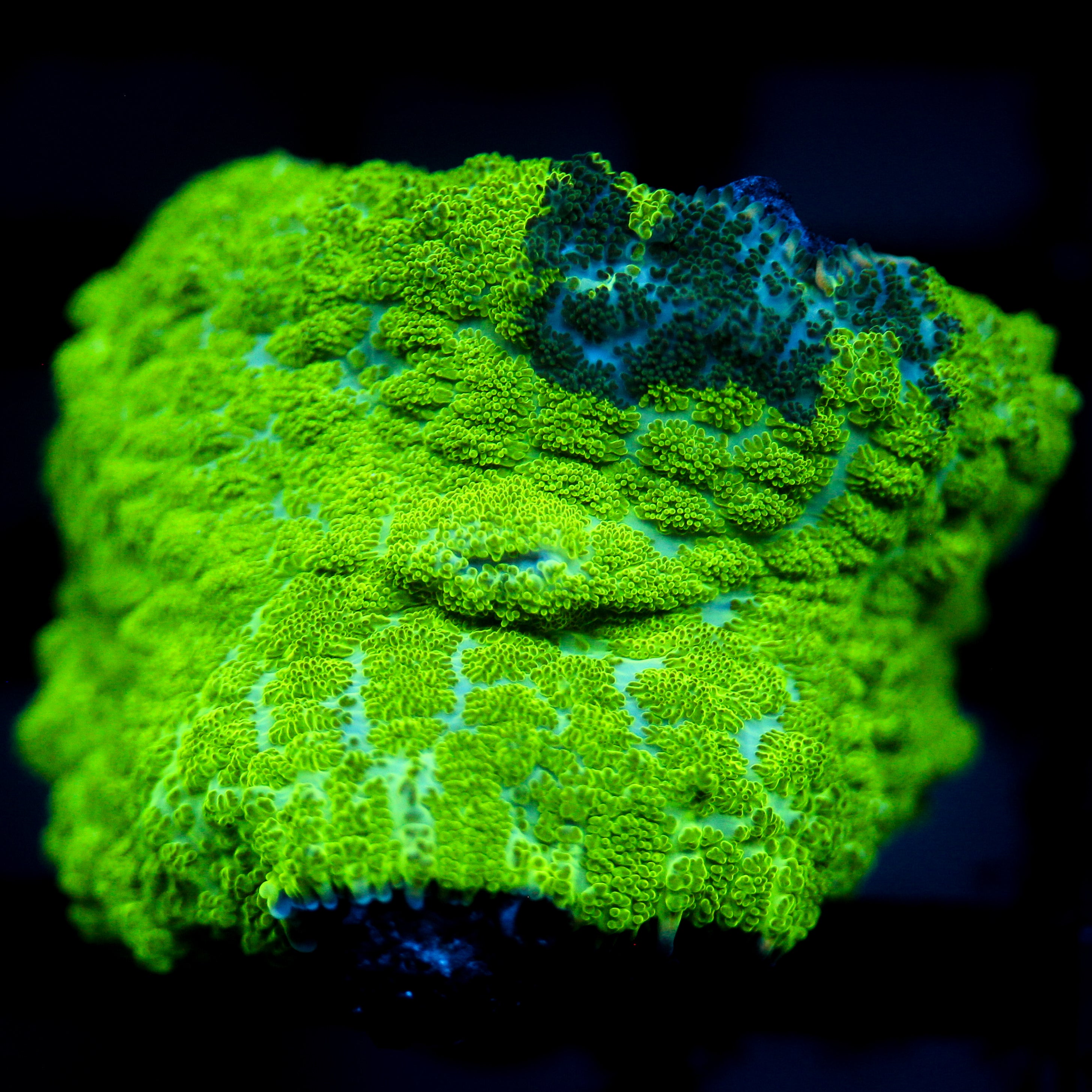 JC Kryptonite Rhodactis