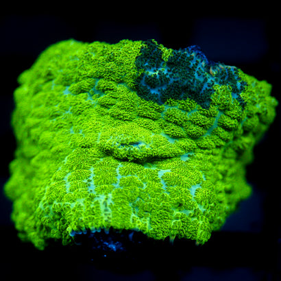JC Kryptonite Rhodactis