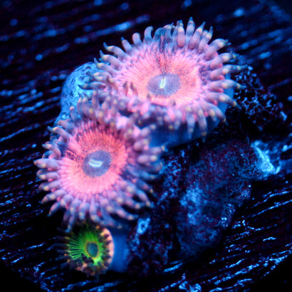 JC Pink Insanity Zoanthid