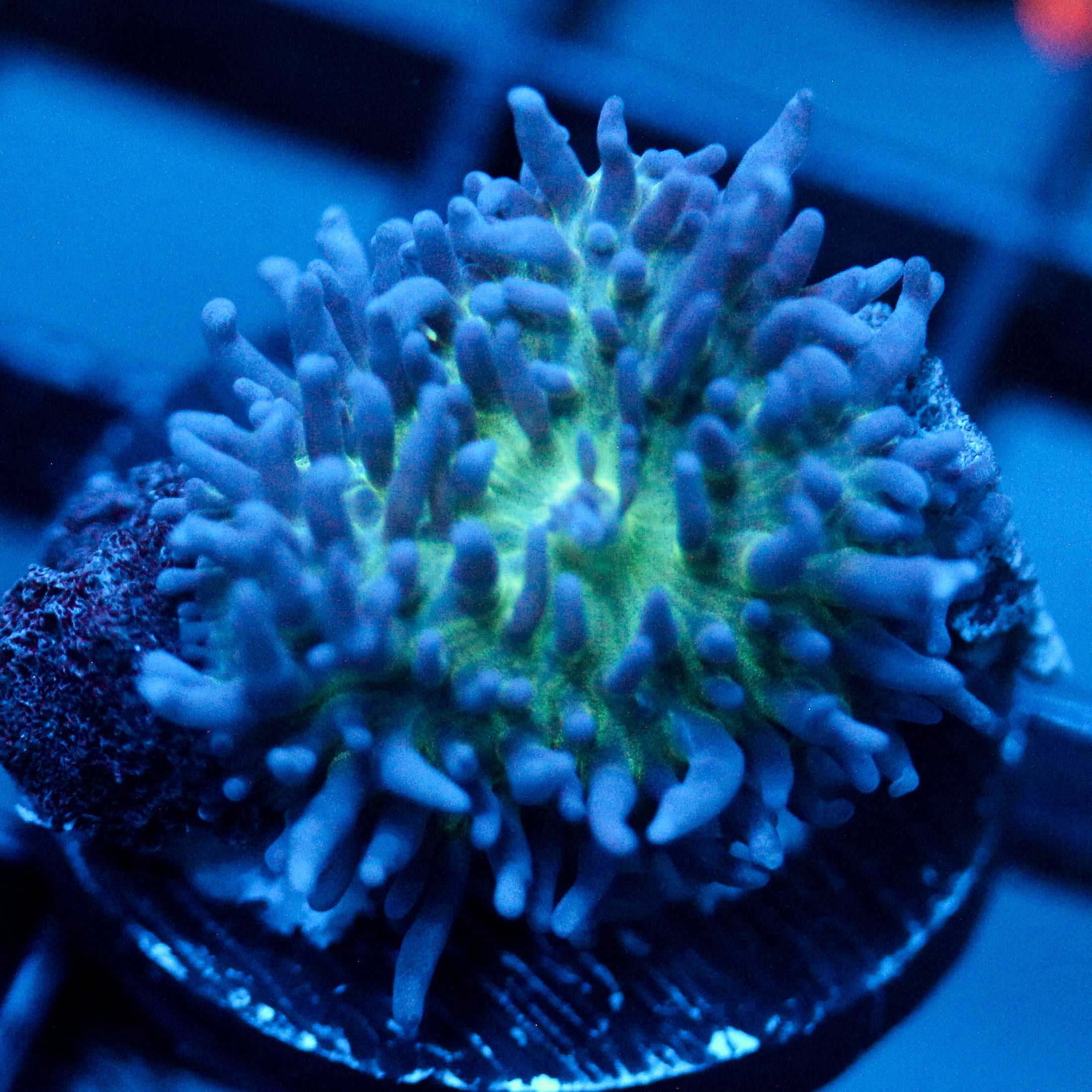 JC Fuzzy Mushroom