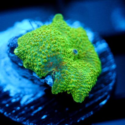 JC Green Slime Discosoma