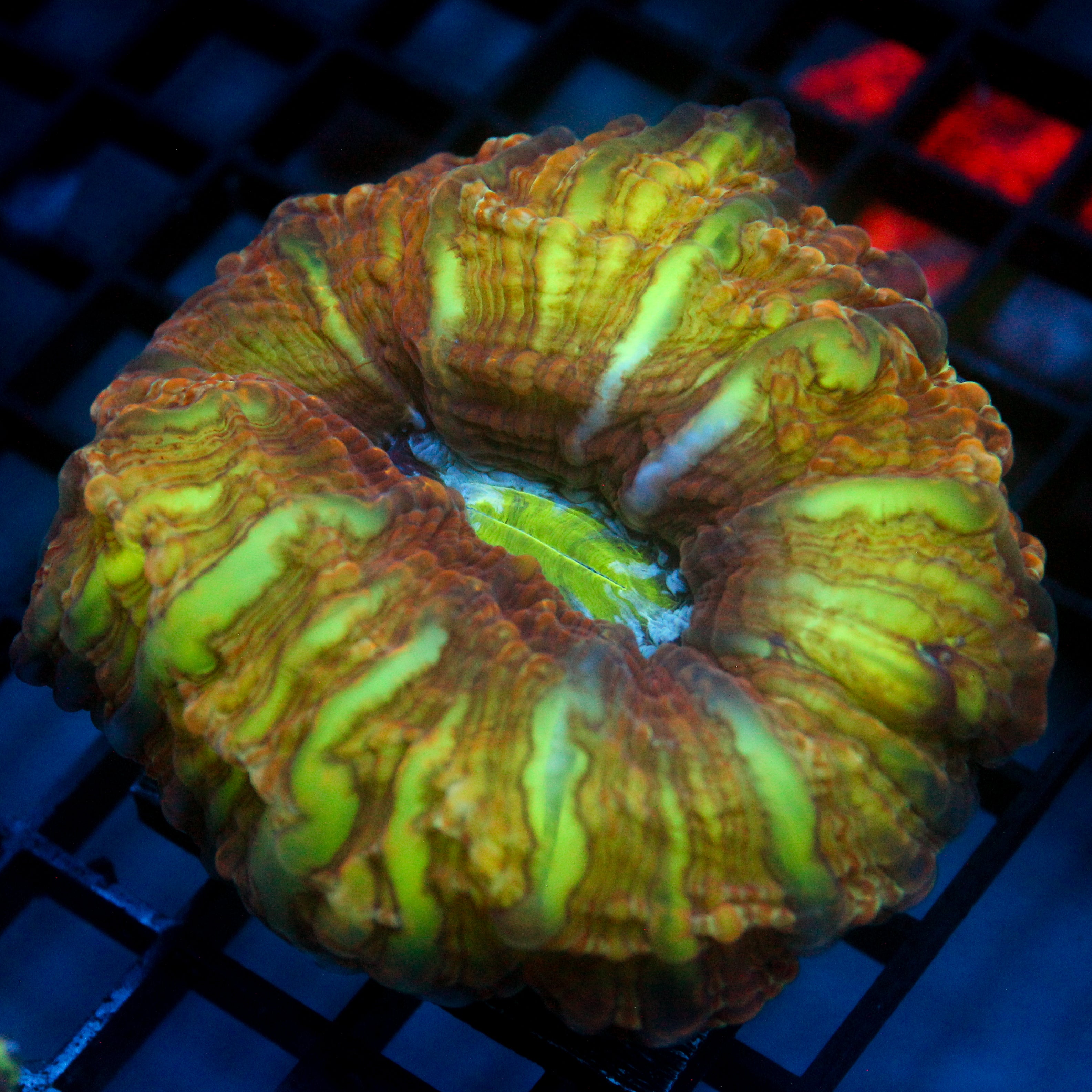 JC Ultra Spiritomb Cynarina 3.5"+