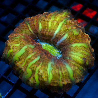JC Ultra Spiritomb Cynarina 3.5"+