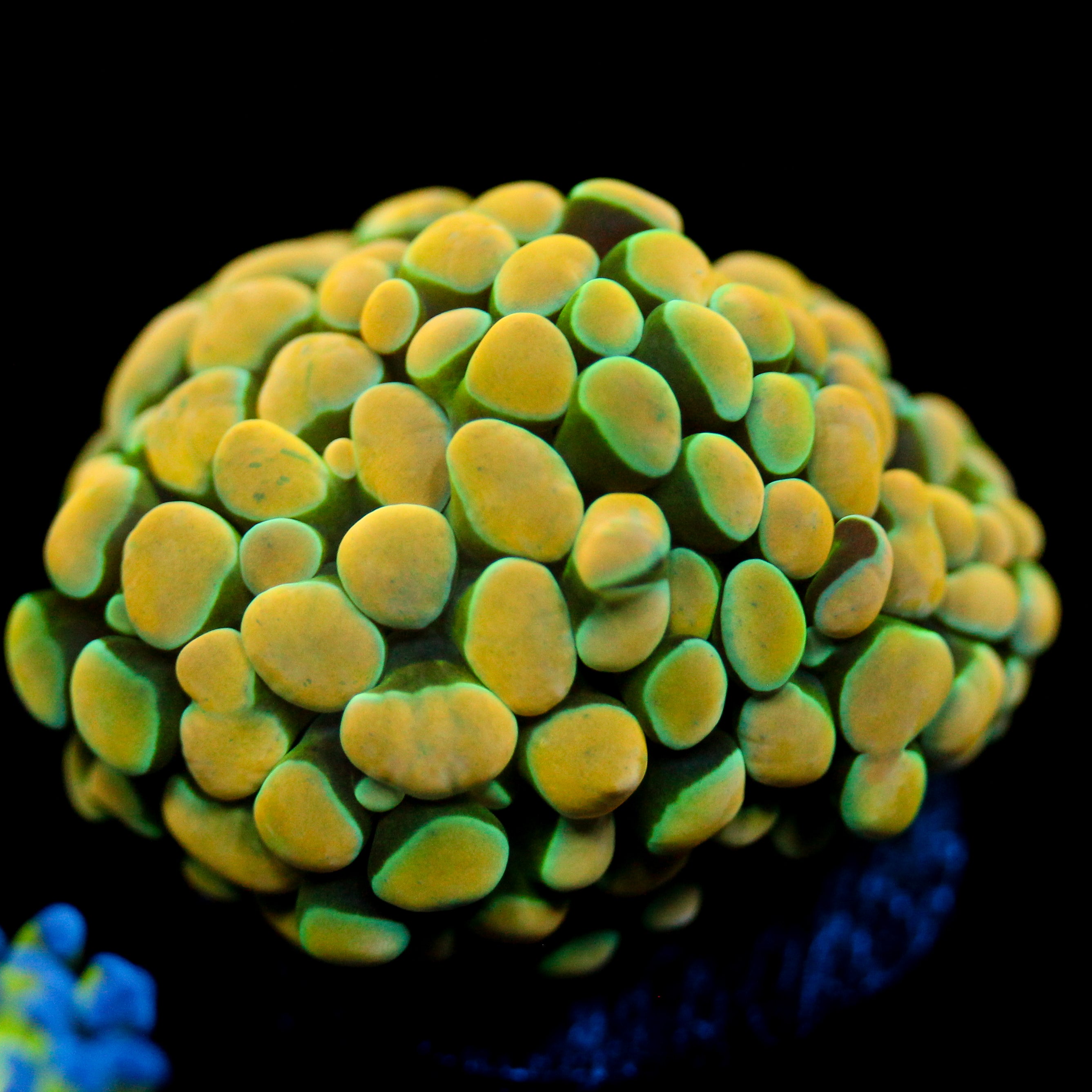 JC Rainbow Gold Hammer