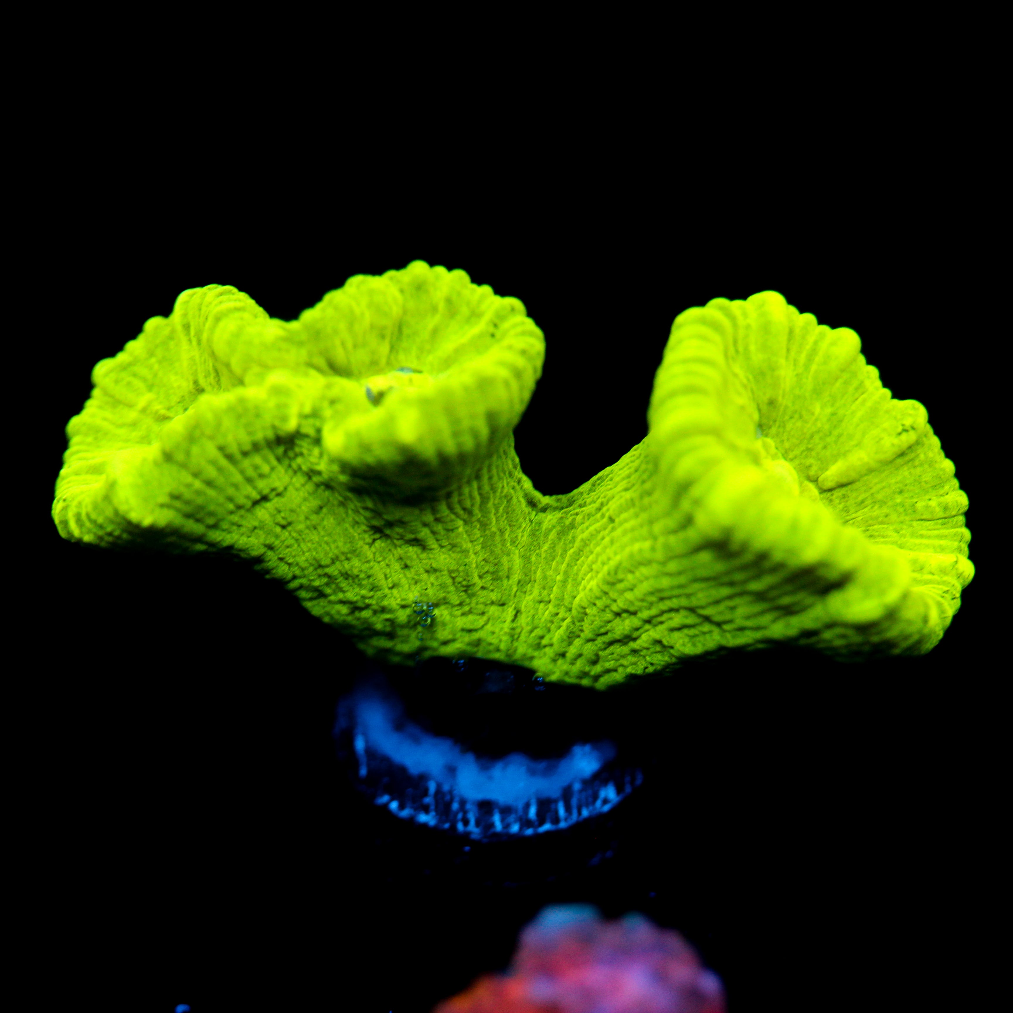 JC Neon Green Trumpet Coral