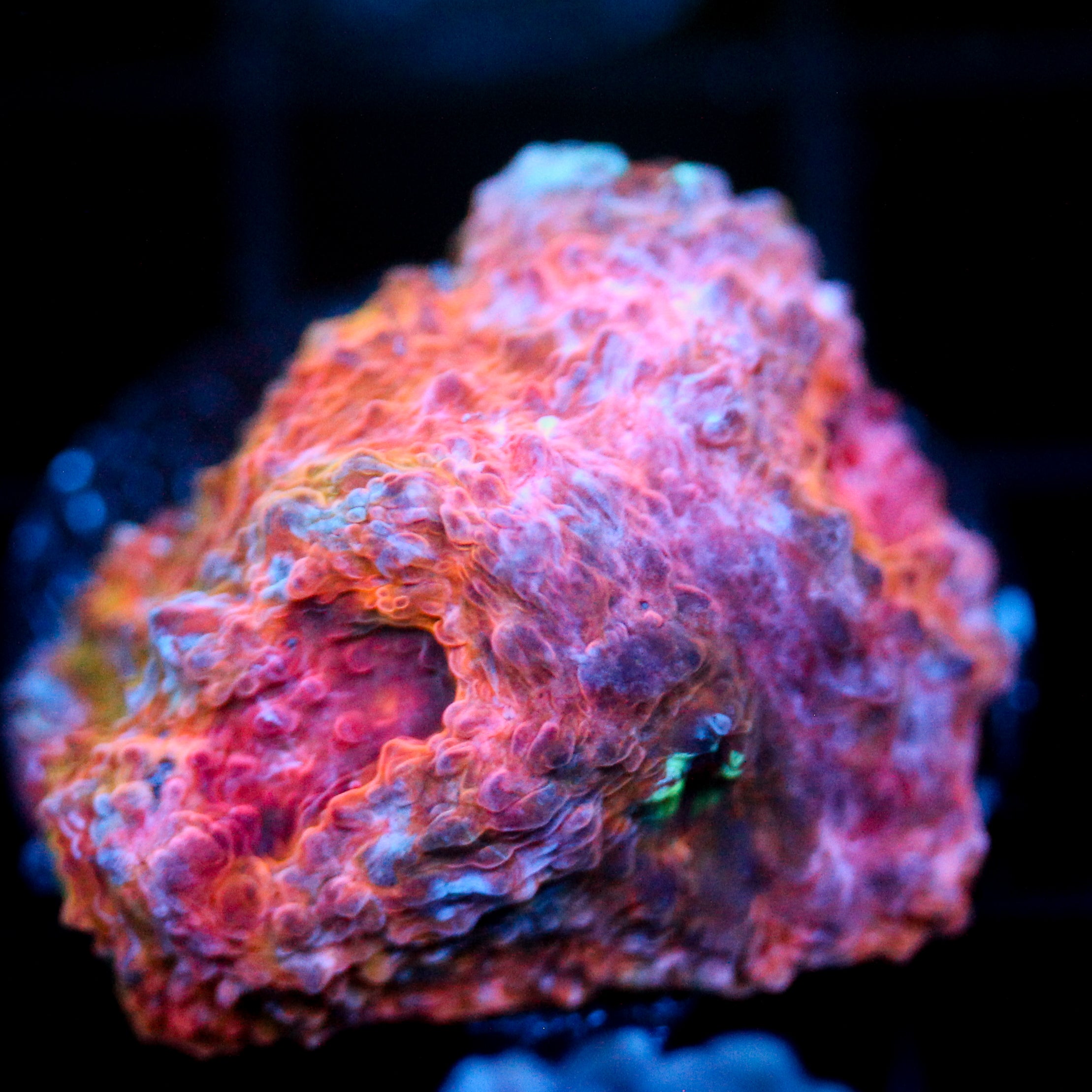 JC Wavelength Chalice