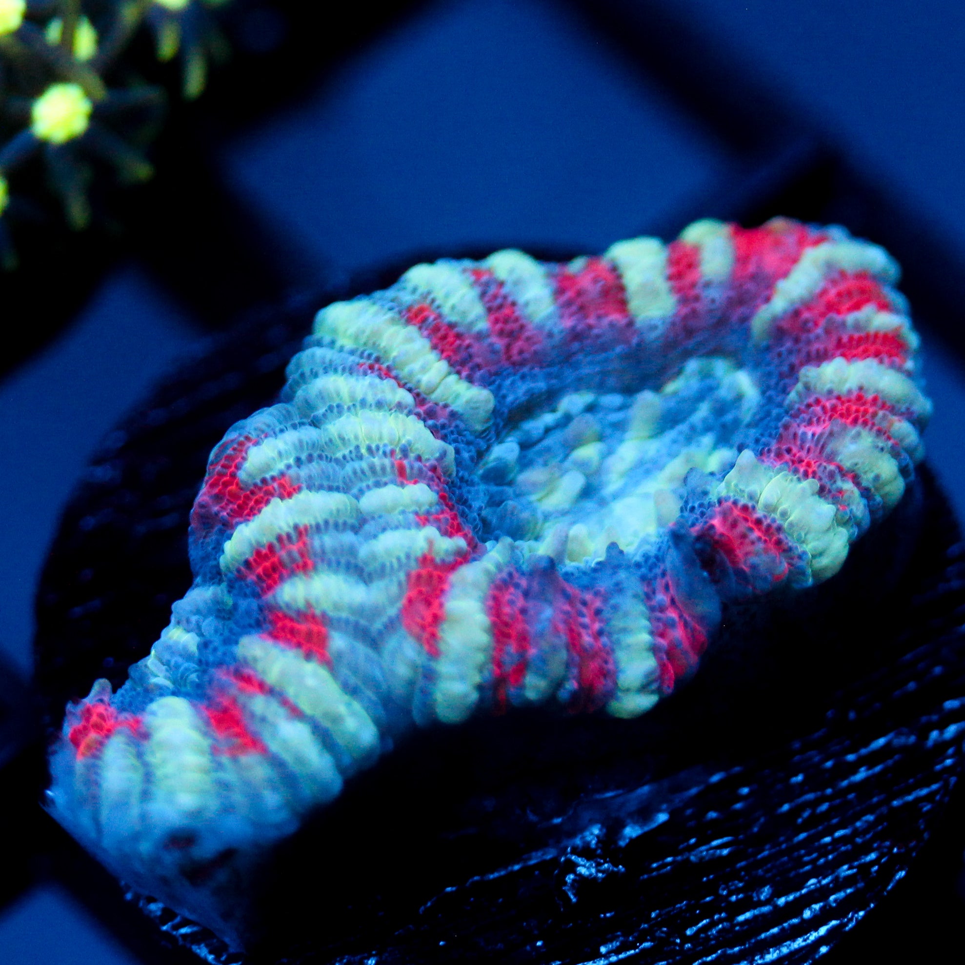 JC White Tiger Acan