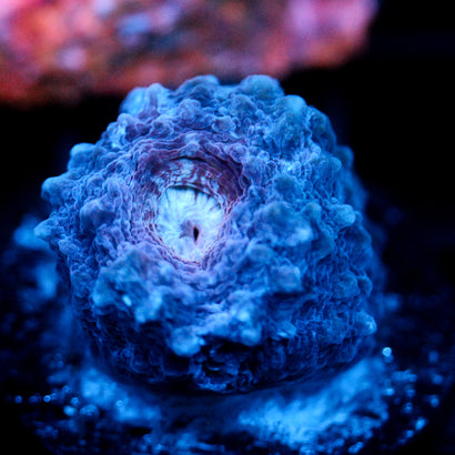 JC Lump Space Princess Chalice