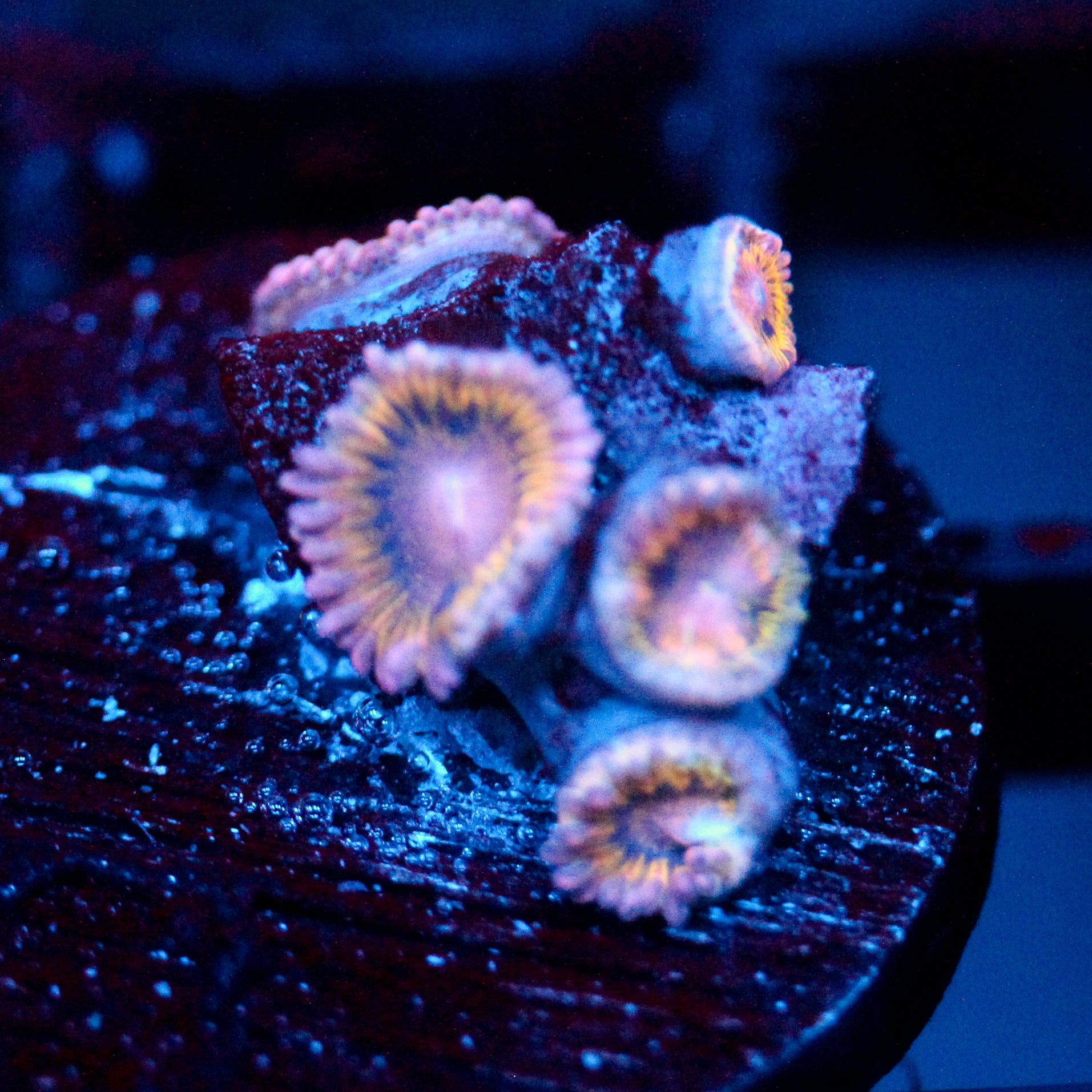 JC Stratocasters Zoanthid
