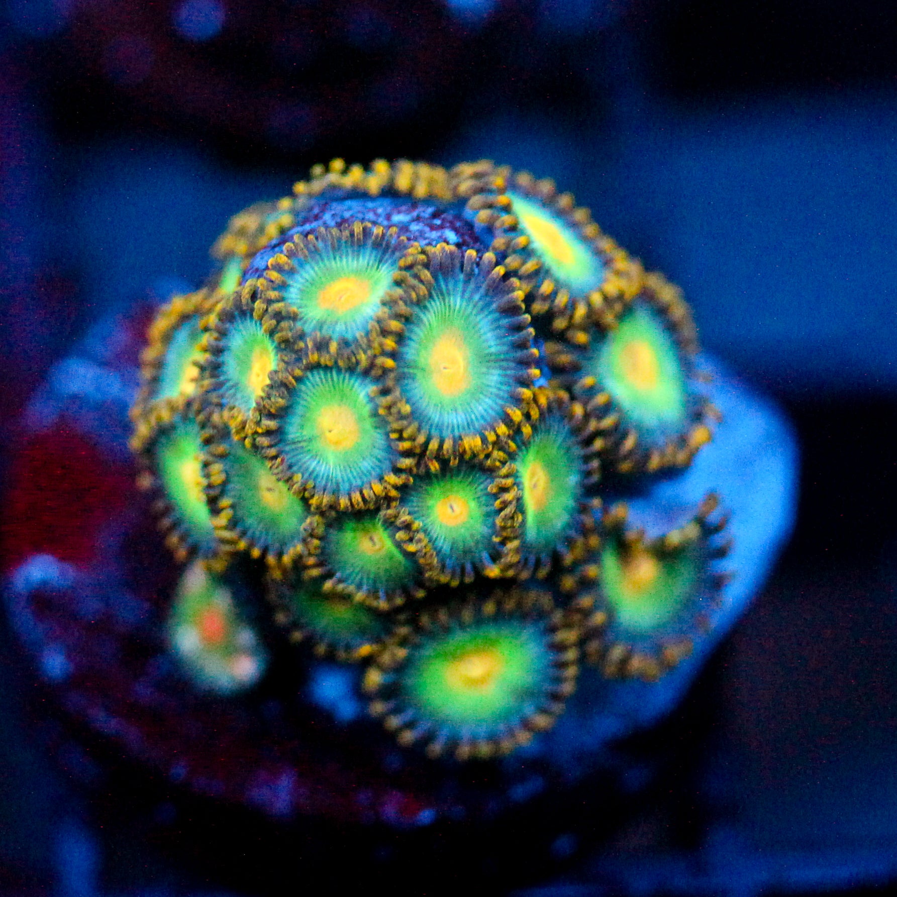 JC Saturn Zoanthid