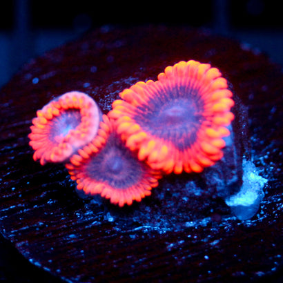 JC Utter Typhloshion Zoanthid