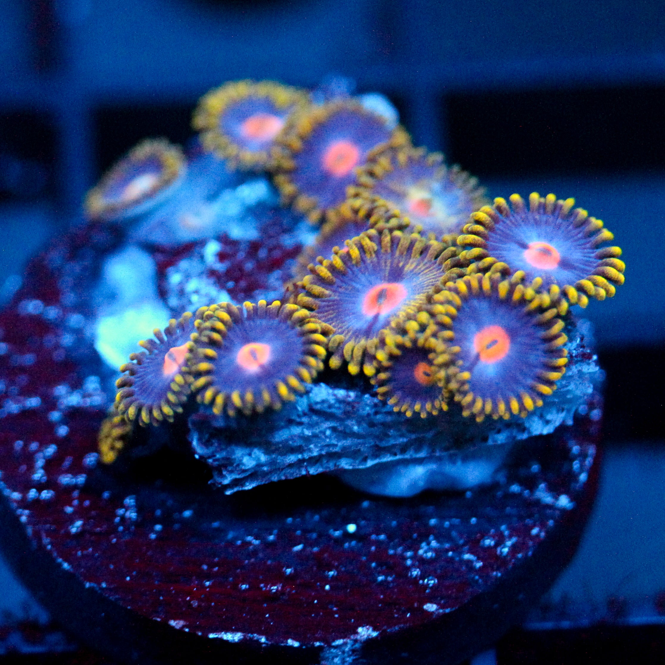 JC Gold Burn Zoanthid