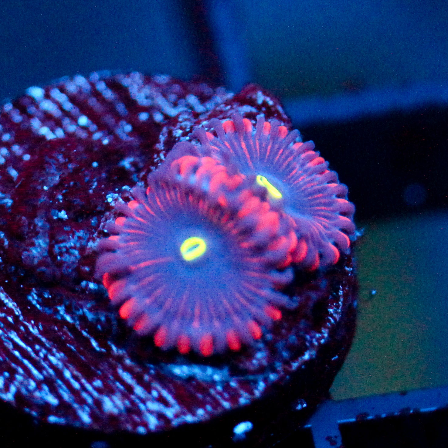 JC Purple People Eater Zoanthid