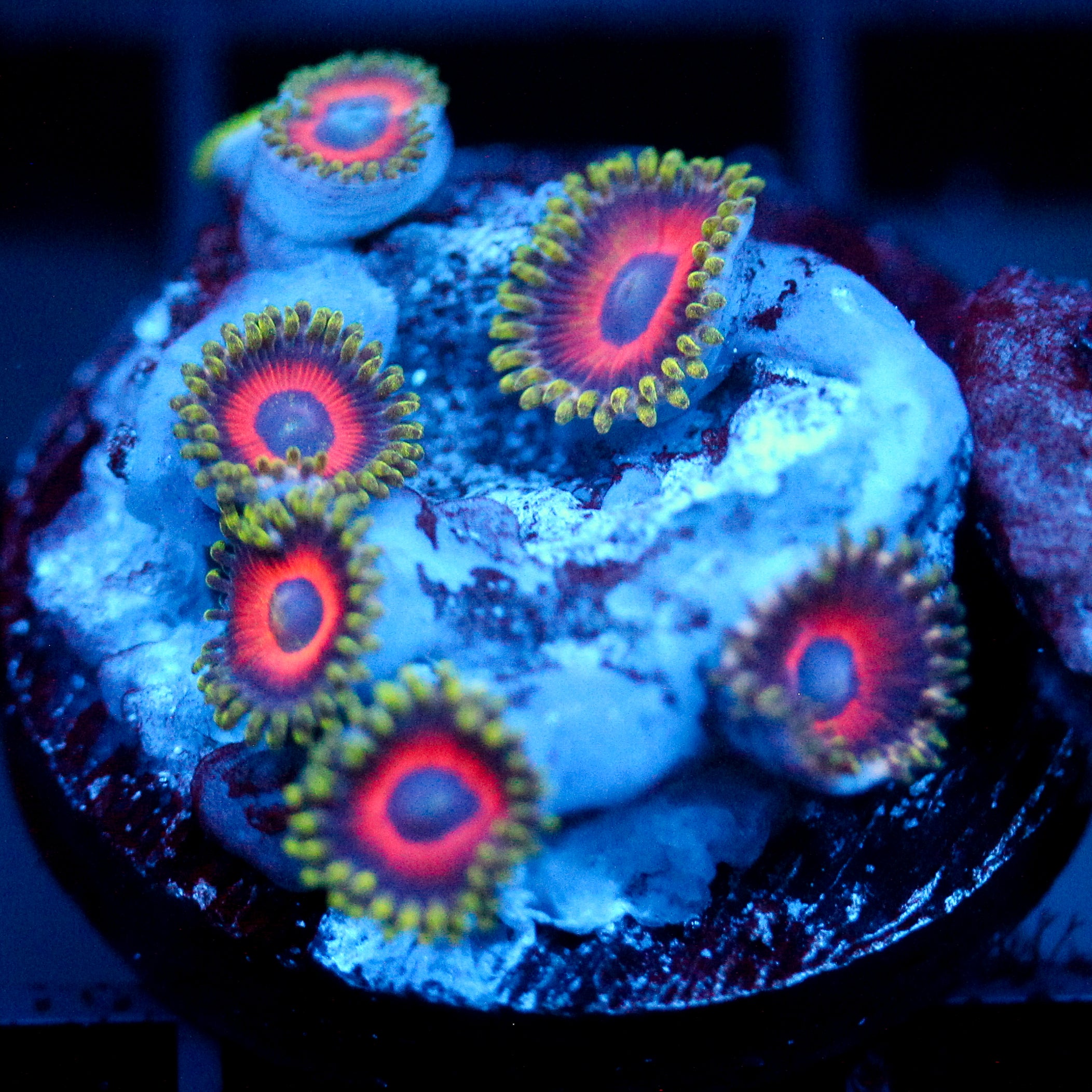 JC Empire Zoanthid
