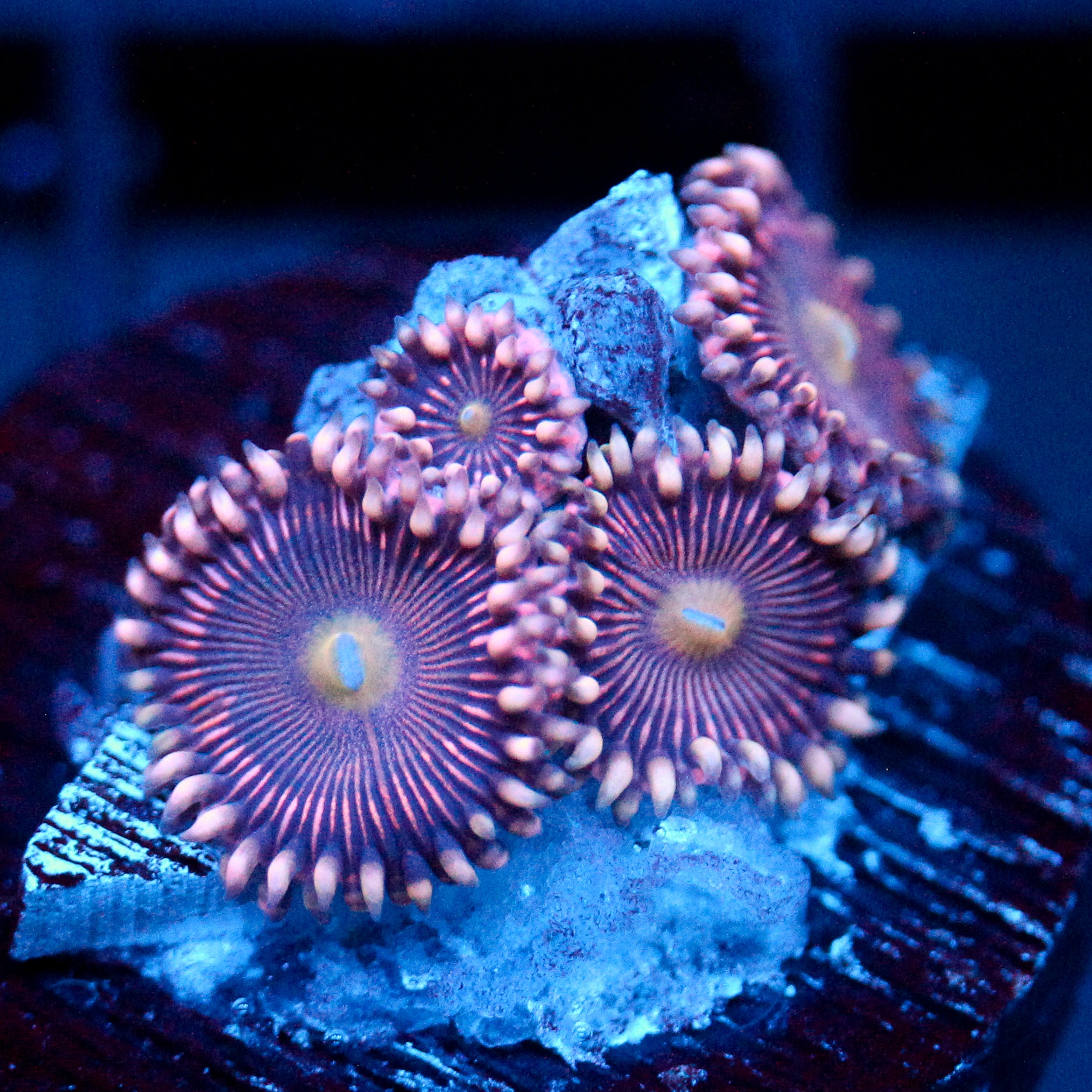 JC Purple Star Zoanthid