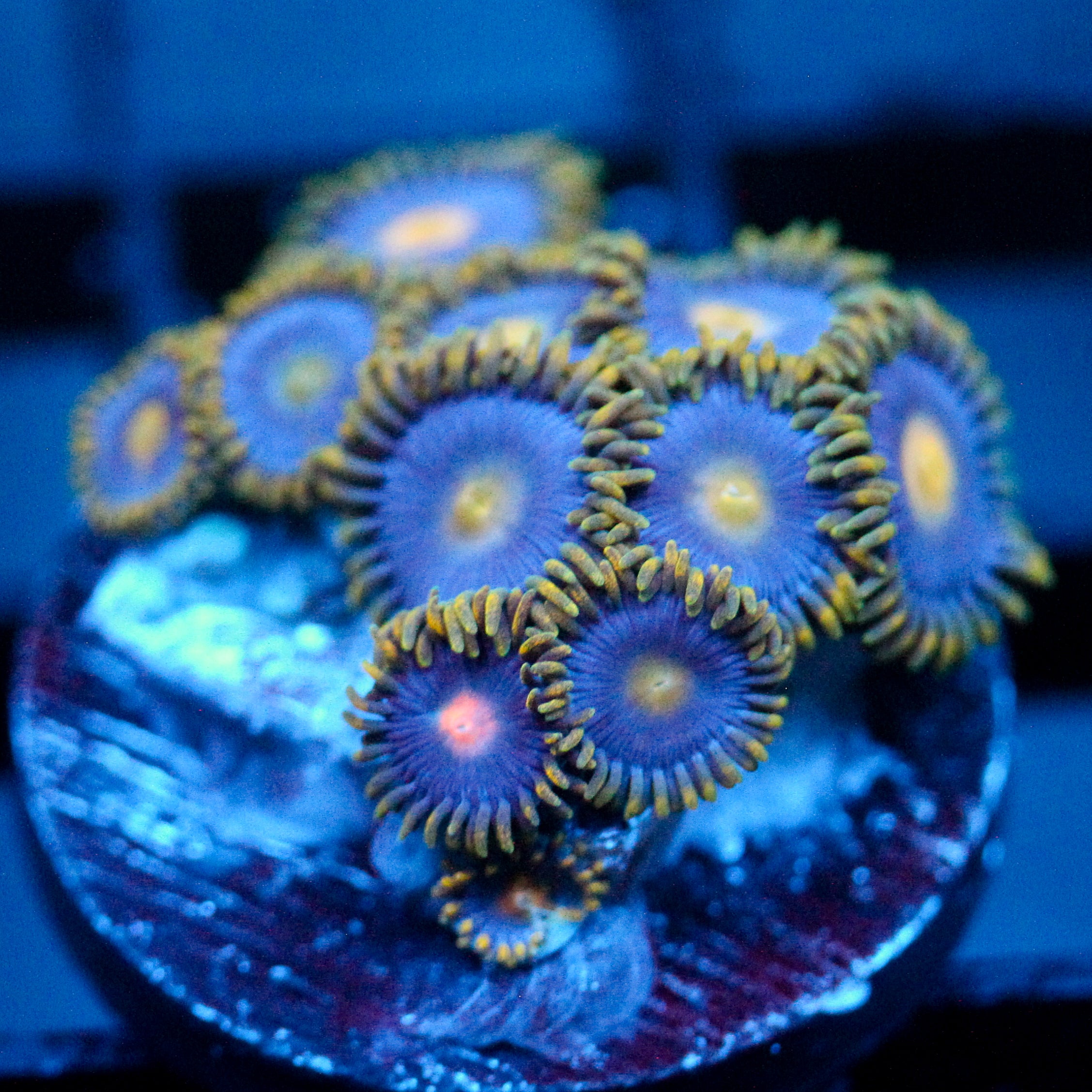 JC Gold Burst Zoanthid