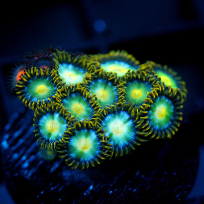 JC Birthstone Zoanthid