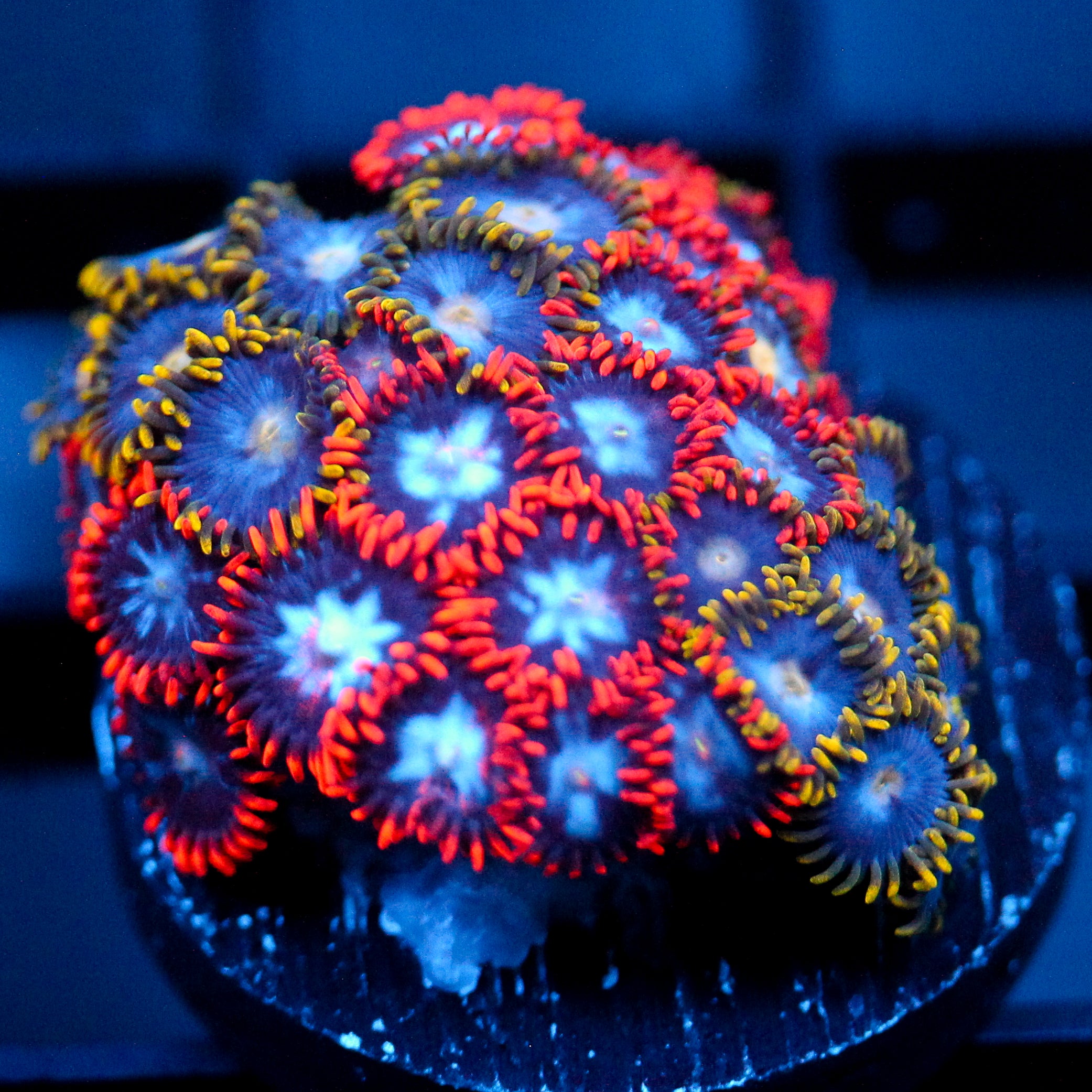 JC Edge of Reality Zoanthid Mix