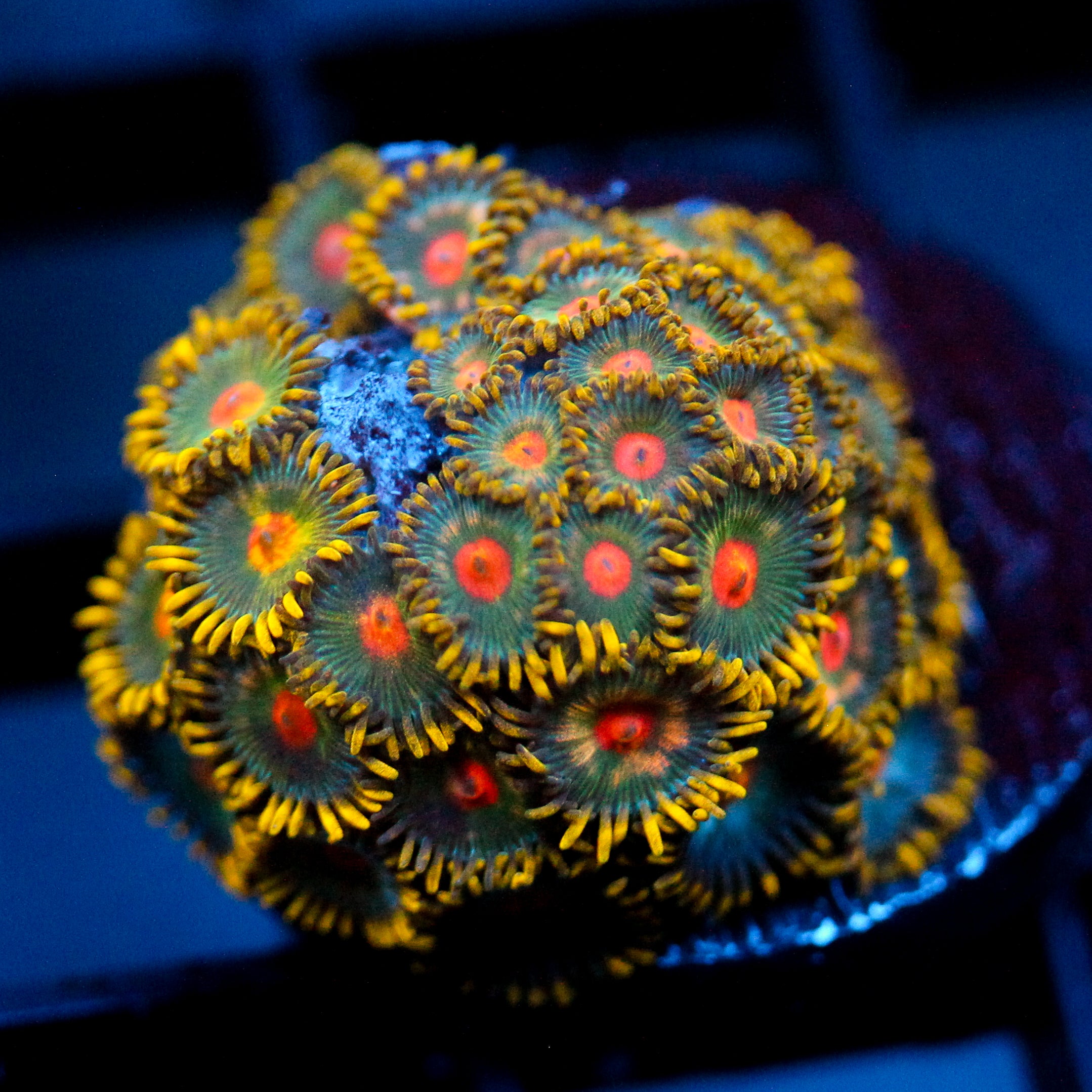 JC Oh my my my Zoanthid