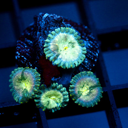 JC Hawaiian Ding Dang Zoanthid