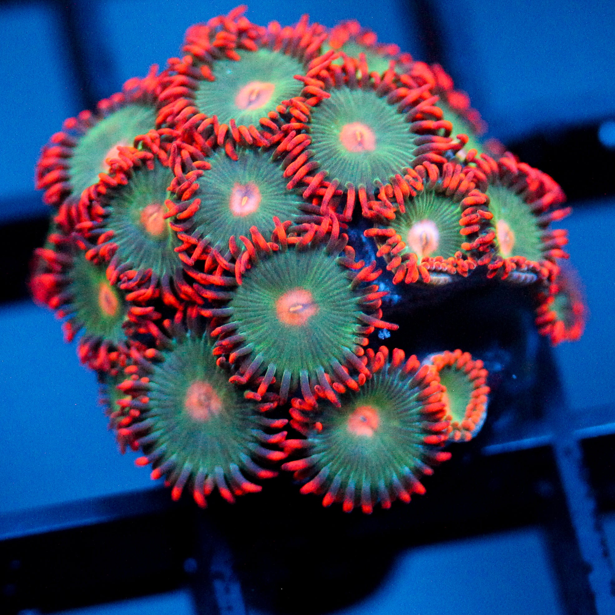 JC Gatorade Zoanthids
