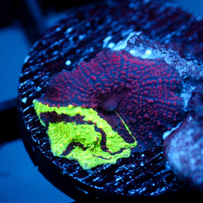 JC Ultra Eclectus (Last one before Reefing USA)